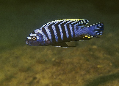 Cynotilapia zebroides 'Nkolongwe'